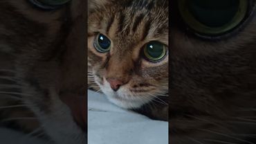 Безнадежно 🙀🤔😉🤣 #cat #кот #юмор #котушка #приколы #цитаты