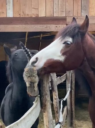 These interestingfunny horses and cats #cat #cats #cutecat #catsoftik...