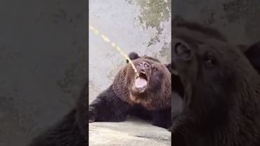 Медведь пьёт мочу!🤣