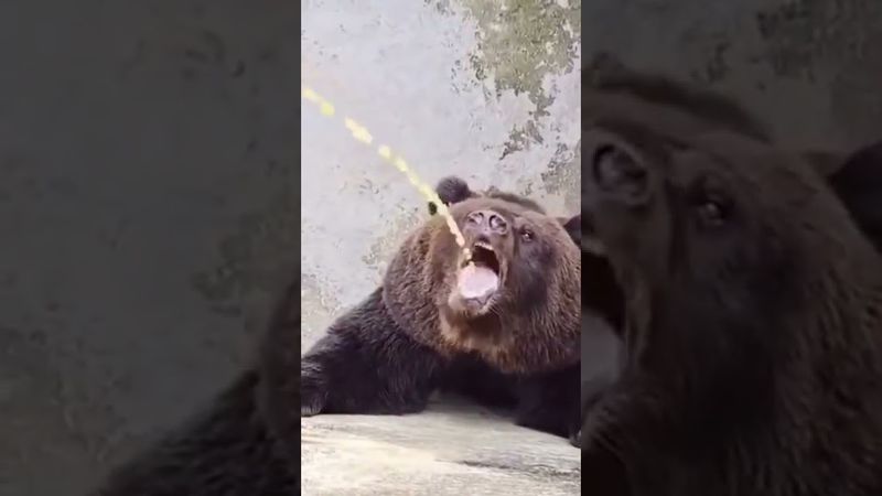 Медведь пьёт мочу!🤣