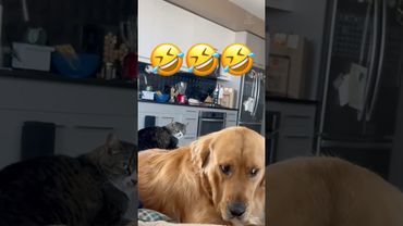 The Funniest Friendship Ever 😂 #cat #dog #catshorts #dogshorts #cute #funny #pets #viral #shorts