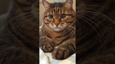 Защита 🙀🤔😉🤣 #cat #кот #ютуб #котушка #приколы #цитаты #смех