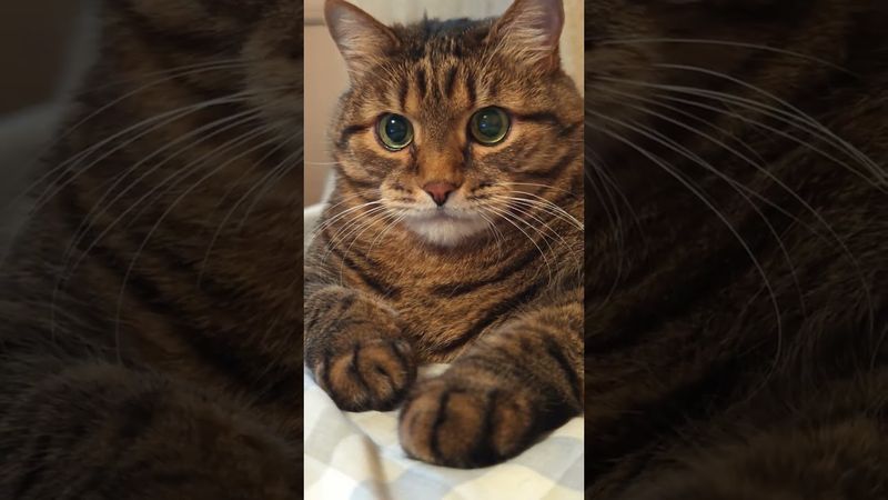 Защита 🙀🤔😉🤣 #cat #кот #ютуб #котушка #приколы #цитаты #смех