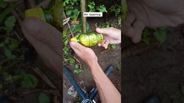 multiply Plants #belajarbonsai  #airlayering #grafting #ficusracemosa #fyl #bonsaikimeng #bonsai