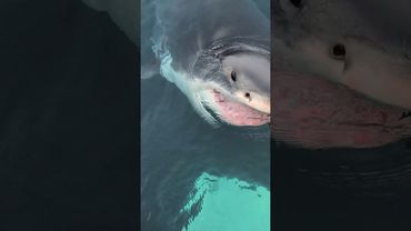 Great White #marinebiology #greatwhite #greatwhiteshark #Halifax #sharks #sharkresearch