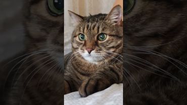 Наш коллектив 🤔🙄🙀🤣 #cat #кот #юмор #котушка #приколы #позитив #цитаты #топ