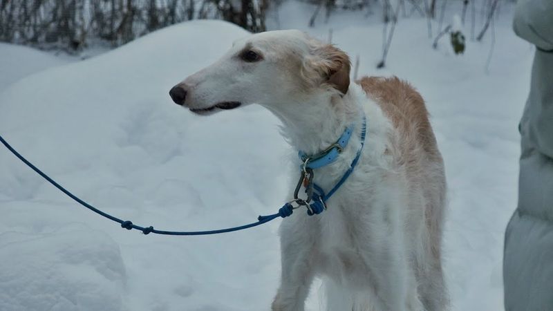 Русская псовая борзая - облизывается на собак