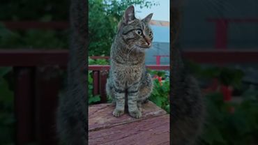 Не бывает 💃🙀😉🤣 #cat #кот #юмор #котушка #приколы #цитаты #смех