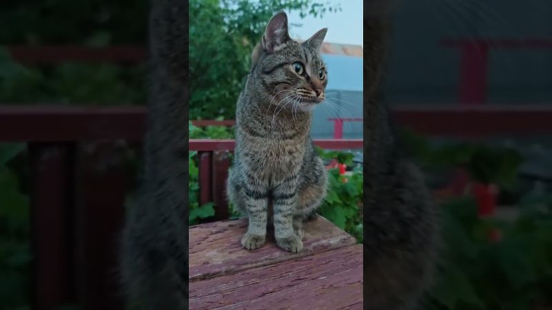 Не бывает 💃🙀😉🤣 #cat #кот #юмор #котушка #приколы #цитаты #смех