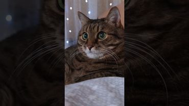 Жизнь прекрасна если ☝️🙀😉🤣 #cat #кот #юмор #приколы #цитата #цитаты