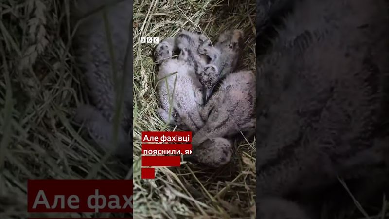 Лелека-мама закрила крилами дитинчат під час обстрілу Київщини  #shorts #війна  #новини