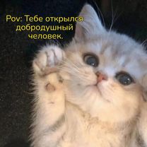 Тебе открылся добродушный человек #deadinside #zxc#дединсайд  #котик#...