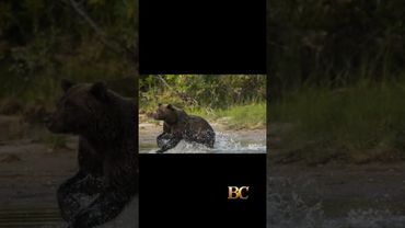 Officials search for bear that attacked a woman hiking on a popular Alaska trail