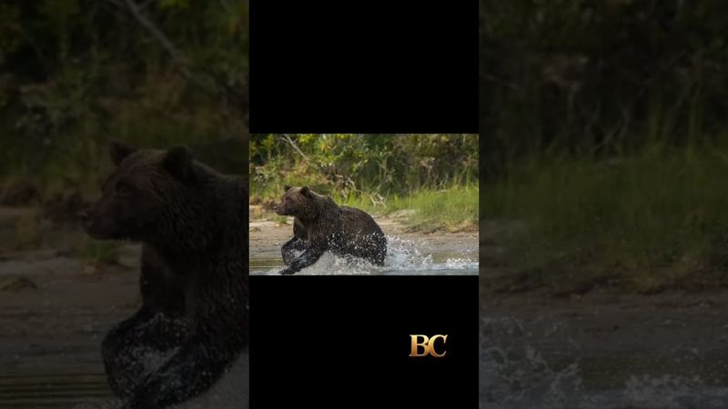 Officials search for bear that attacked a woman hiking on a popular Alaska trail