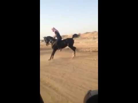 Арабский скакун