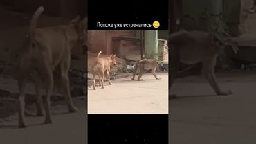 Весна пришла 😂 #memes #шуточное #прикол #мемас #юмор #funny