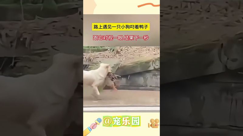 路上遇见一只小狗叼着鸭子 跟它对视一眼 结果下一秒 #宠乐园 #轻松一刻 #动物