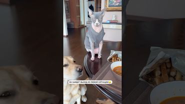 Интересно, а как он будет есть ложкой?🤔