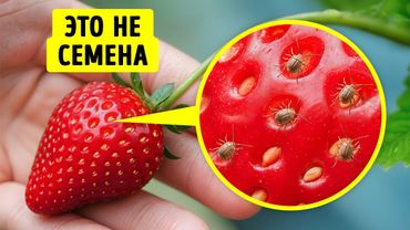 Скрытая жизнь обычных вещей — вы удивитесь, что они «умеют»