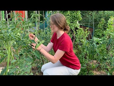 Дачник Выходного Дня. Атмосферное видео