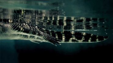 Nat Geo Wild HD(Фрагмент эфира) 05.08.2012