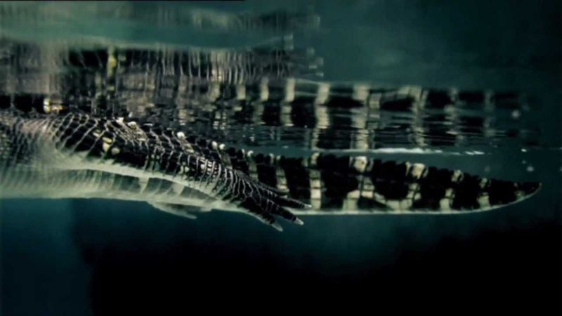 Nat Geo Wild HD(Фрагмент эфира) 05.08.2012