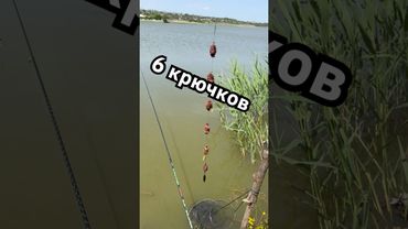 Снасть для рыбалки на карася на 6 крючков / ловля карася
