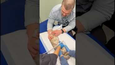 Живу с 4-мя котиками🐈🐈🐈🐈👨#кошки #котики #кошкивидео #cat #узикошки