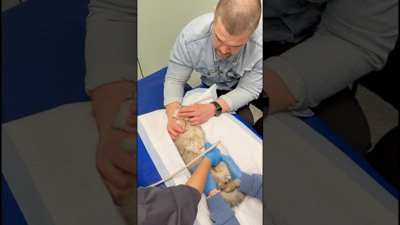 Живу с 4-мя котиками🐈🐈🐈🐈👨#кошки #котики #кошкивидео #cat #узикошки