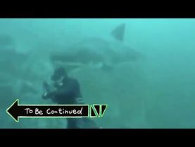 Shark To Be Continued Meme