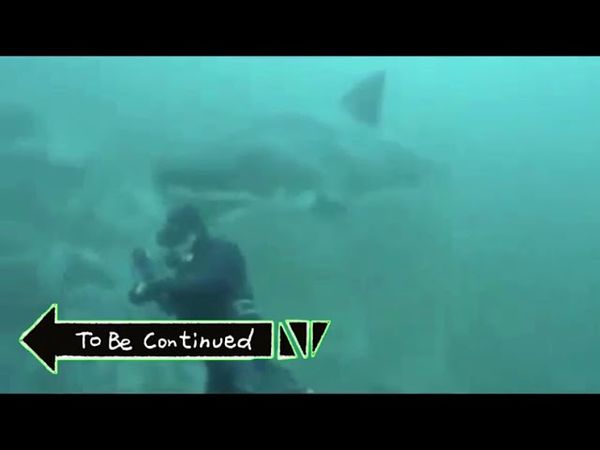 Shark To Be Continued Meme