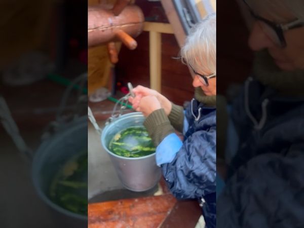 Выловили двухлетний арбуз из колодца..🫢🍉🪣