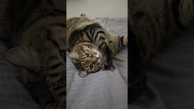 Рифма 🤔🙀😉🤣 #cat #кот #юмор #котушка #приколы #позитив #популярное #цитаты