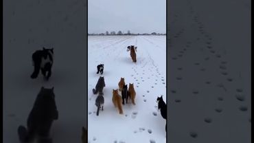 This cat successfully rescued a puppy in the freezing winter.❤️ #animals #wildlife #shortvideo  #cat
