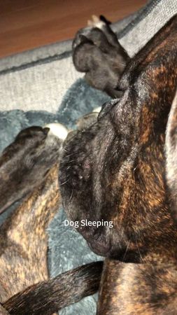 This dog sleep compilation might make you quit your job to nap too 🥰#...