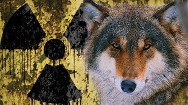 Wolves of the Chernobyl Zone | Film Studio Aves