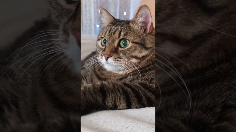 Не интересные 🙀😉🥱🤣 #cat #кот #юмор #котушка #приколы #цитаты