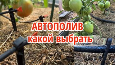 Все мои системы автополива: капельный от ёмкости и водопровода, сочащийся шланг. Плюсы и минусы