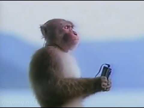 Monkey listening to music