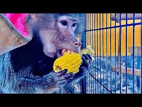 Я сварила Лиде кукурузу, а малышка Анфиса прямо вся извелась, так хочет дотянуться)))