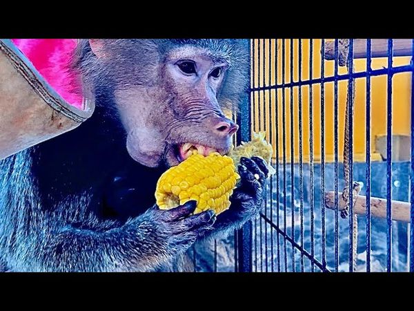 Я сварила Лиде кукурузу, а малышка Анфиса прямо вся извелась, так хочет дотянуться)))