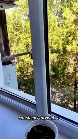 cat sleeps anywhere🤣#cat #cats #catlover #catsoftiktok #kitten #fyp 