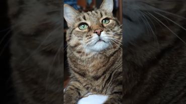 Мама хозяин ☝️🙄🙀🤣 #cat #кот #юмор #котушка #приколы #цитаты