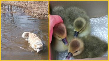 Новые друзья Жучки и Рыжего.