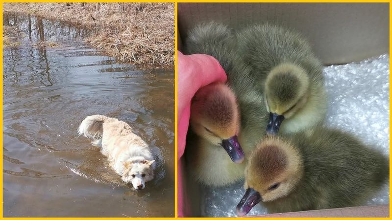 Новые друзья Жучки и Рыжего.