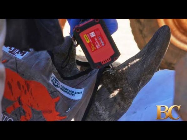 Scientists in South Africa are making rhino horns radioactive to fight poaching