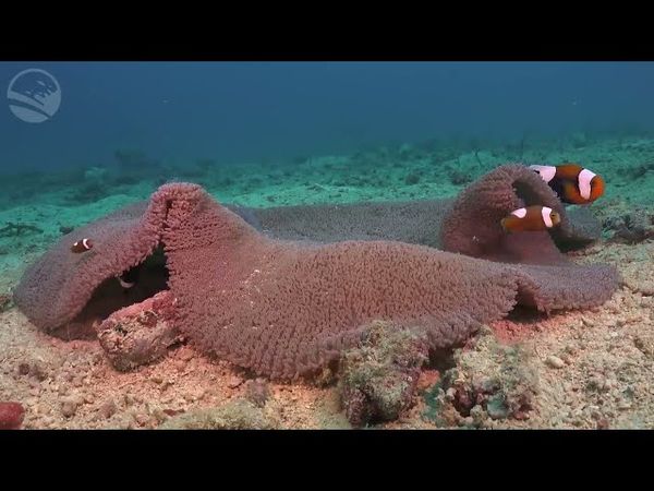 Alan Walker, Dua Lipa, Coldplay, Martin Garrix & Kygo, The Chainsmokers Style 🔥 Summer Vibes #57