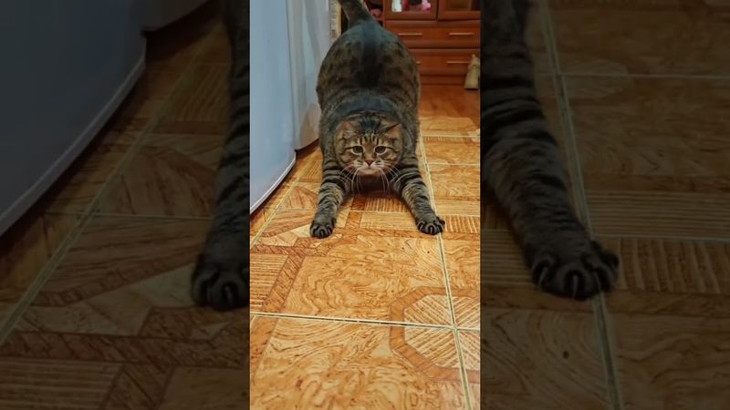 Не правильный 🥪🙀😉🤣 #cat #юмор #котушка #кот #приколы #мем #озвучка