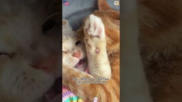 When I have two cats at home 😹😂 #catlovers #catshorts #funnycats#funnyanimals