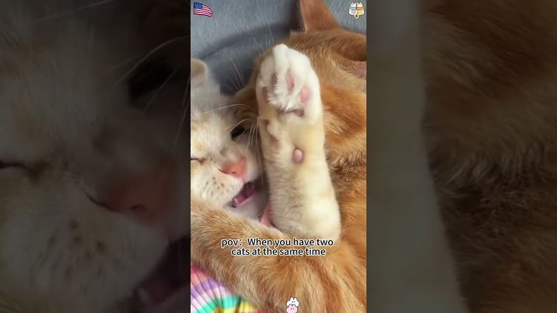 When I have two cats at home 😹😂 #catlovers #catshorts #funnycats#funnyanimals